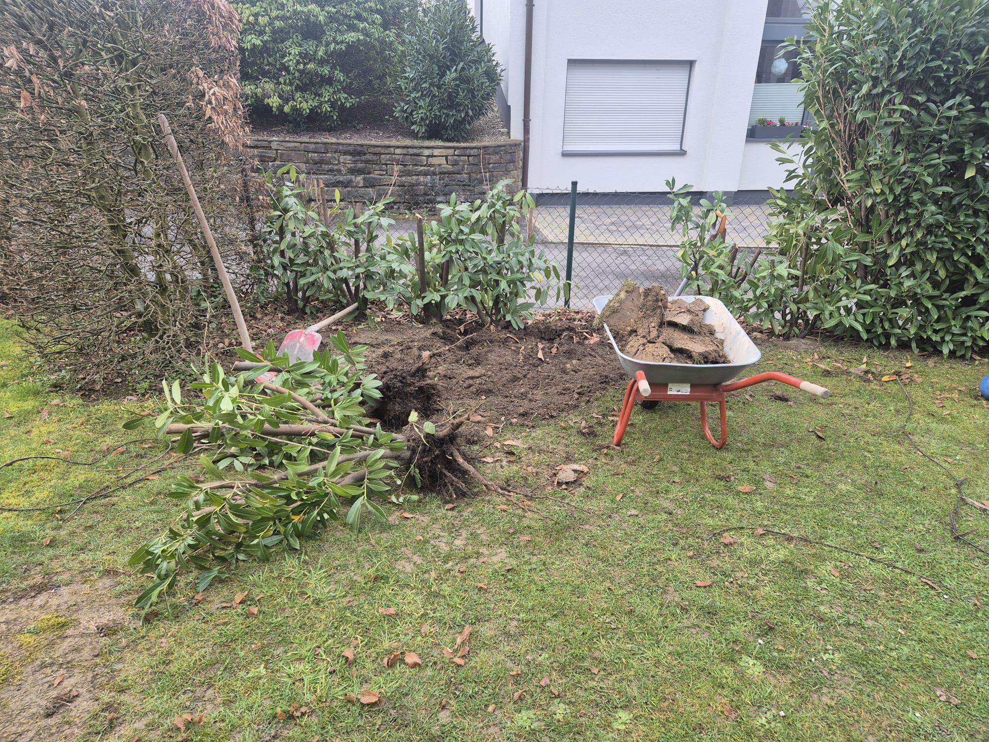 Vorher – Heckenentfernung und Erdarbeiten für Terrassenbau Langenfeld Vorher: Heckenentfernung mit ausgehobener Erde und Schubkarre für Terrassenbau und Pflasterarbeiten in Langenfeld